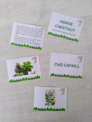 Trees Game // Living Things (Ideal for Science Week)