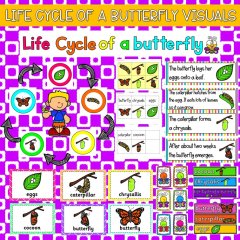 Life cycle of a butterfly visuals preview
