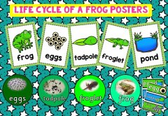 Life cycle of a frog posters preview