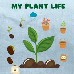 MY PLANT LIFE / life cycle of a Seed