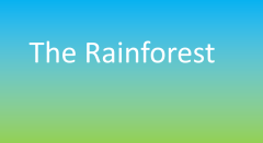 rainforest_image