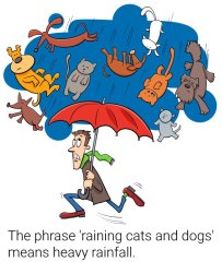 sayings-raining-cats-and-dogs