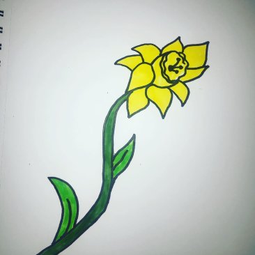 Daffodil drawing