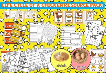Life cycle of a chicken preview