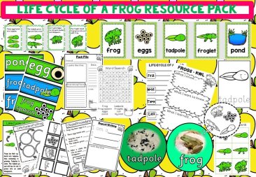 Life cycle of a frog preview