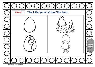 The Lifecycle of a Chicken