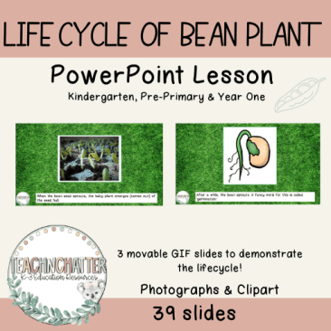 bean-powerpoint