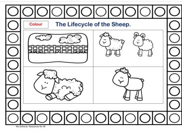 The Lifecycle of a Sheep.
