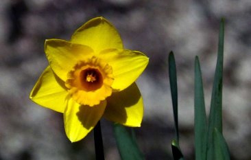 spring-daffodilfz200-200795-1024