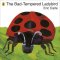 bad tempered ladybird